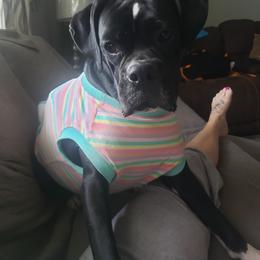 Boxer Puppies from SmashBox Kennel