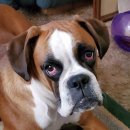 Boxers from Beverly Robinson