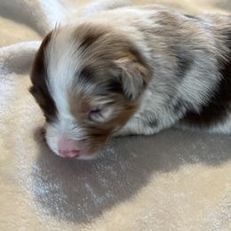 Gilr 1 - Red merle Australian Shepherd puppy in Fontana, California from J.O Family Aussies