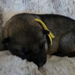 Shiloh Shepherd Puppies from SilverLiningShilohs