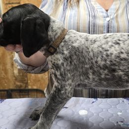 Female 5 - Brown - Black roan female German Shorthaired Pointer puppy in Philomath, Oregon from Calvert Kennels