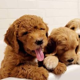 Goldendoodle Puppies from Doodle Devotion
