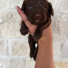 Marlo - Chocolate male Cavapoo puppy in 77304, Texas from Little Valley Puppies