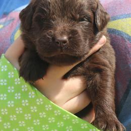 Newfoundland Puppies from Pine River Newfoundlands