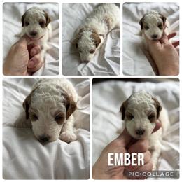 Ember - Red  female Poodle puppy in Mount Vernon, Illinois from AMC Poodles