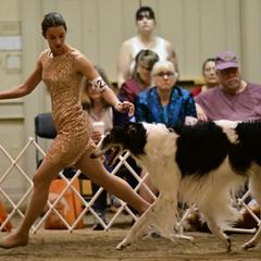 Borzois from Raywood