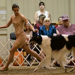 Borzois from Raywood