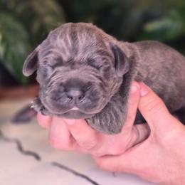 Lime green collar - Chestnut brindle male Cane Corso puppy in Springfield, Oregon from PNW Cane Corsos