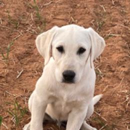 Labrador Retrievers from Cross Country Retrievers