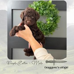 Dagger's Edge - Chocolate male Goldendoodle puppy in Garland, Texas from Twilight Doodles