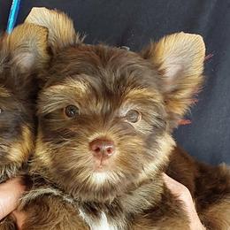 Boy 4 - Chocolate and tan male Yorkshire Terrier puppy in Jamestown, Tennessee from Green Ridge