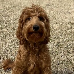 Emmy - Goldendoodle