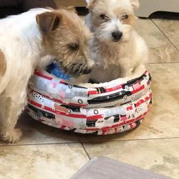 Russell Terriers from Jennifer's Terriers