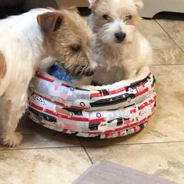 Russell Terriers from Jennifer's Terriers