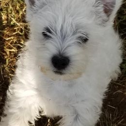 West Highland White Terriers from Broken Road Westies