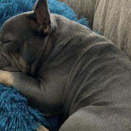 French Bulldogs from Roadrunner Kennels