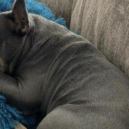 French Bulldogs from Roadrunner Kennels