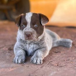 Xeno (ASDR) - Red speckled male Australian Cattle Dog puppy in Marana, Arizona from Impact 3rd Australian Cattle Dogs