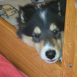 Collie Puppies from Qualteri Collies