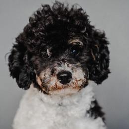 Daisy - Poodle