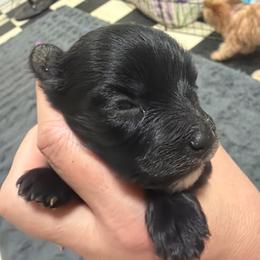 Celie - Black female Morkie puppy in Winston Salem, North Carolina from Patty’s Paws