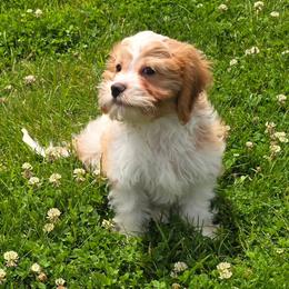 Buster - Blenheim male Cavapoo puppy in Atwood, Illinois from Peace Road Puppies