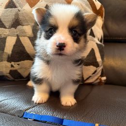 Cassian - Black and tan male Pembroke Welsh Corgi puppy in Battle Ground, Washington from Westbrooke Kennels