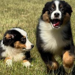 Deduction- black tri male 1 - Black tri-color male Australian Shepherd puppy in Chehalis, Washington from Wandering Acres Ranch