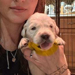 Yellow collar - Light golden male Golden Retriever puppy in Waynesburg, Ohio from Avalon English Retrievers
