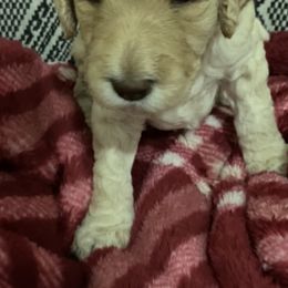 Goldendoodle Puppies from Tina Armstrong's Doodles