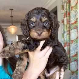Cockapoo Puppies from Ham’s Cockapoos