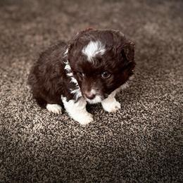 Girl 1 - Brown and white female Aussiedoodle puppy in Junction, Utah from Sugar Doodles