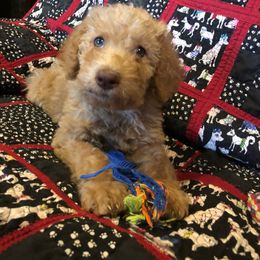 Labradoodle Puppies from Hippie Hollow Doodles