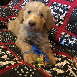 Labradoodle Puppies from Hippie Hollow Doodles