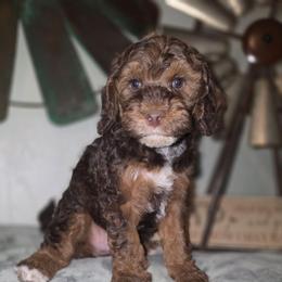Romeo - Sable and white male Cockapoo puppy in Indiahoma, Oklahoma from Phamily Doodles