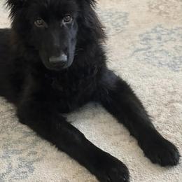 German Shepherd puppies from God’s Gifts German Shepherds