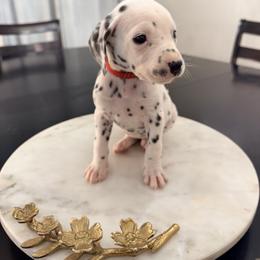 Snow White - White and black female Dalmatian puppy in Queen Creek, Arizona from Lala's Polka Dots