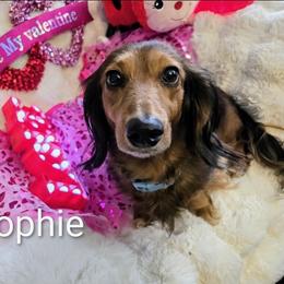 Dachshund Puppies from SchmooterBabies