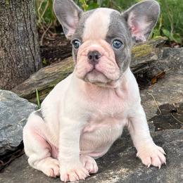 Gemma - Tricolors female French Bulldog puppy in Ronks, Pennsylvania from Bleu Rock French Bulldogs