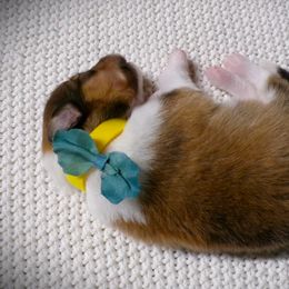 Yellow Collar Sable Male - Sable and white male Collie puppy in Gleason, Tennessee from Liberty Collies