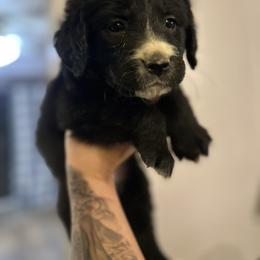 Girl 1 - female Golden Mountain Dog puppy in Montrose, Michigan from Spraggins Sweet Acres
