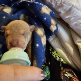 Chinese Shar-Pei Puppies from Zoey's Waggly Tails