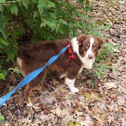 Stan - Australian Shepherd