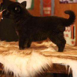 Vulcan - Bi-color male German Shepherd puppy in Philippi, West Virginia from Vom Haus Highlands