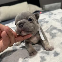 White - Blue female French Bulldog puppy in Bolingbrook, Illinois from Flores Frenchies
