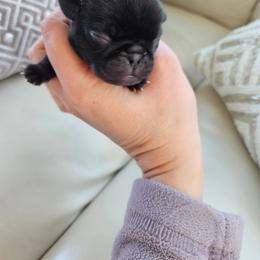 Black female - Black female Pug puppy in Jacksonville, North Carolina from Coliseum de Cassiope