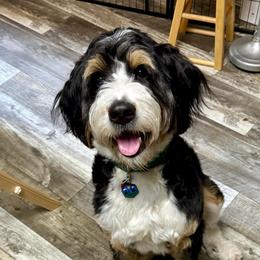 Jovie - Bernedoodle