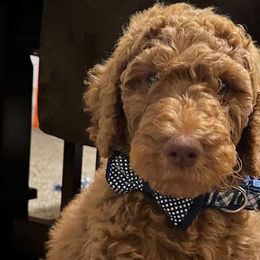 Poodles from Authentic Breed