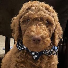 Poodles from Authentic Breed
