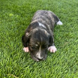Aurora - Brindle female Dachshund puppy in Indiantown, Florida from Turquoise River Minature Dachshunds